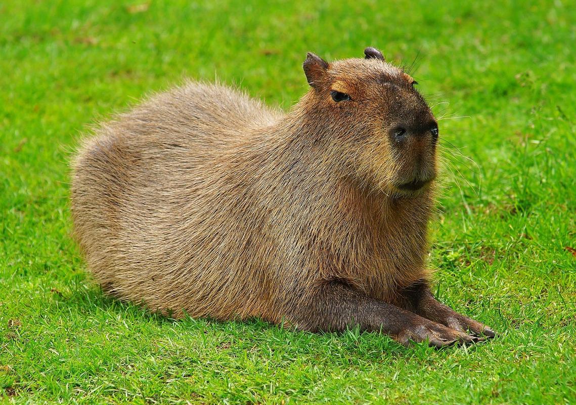 Capybara 1