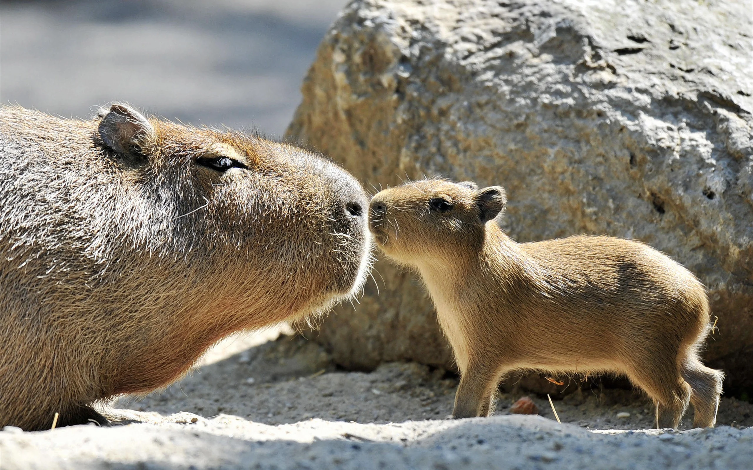 Capybara 2