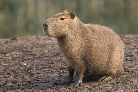 Capybara 3